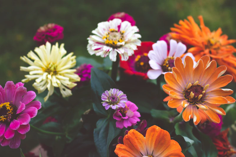 Assorted colorful zinnia flowers in mixed arrangements