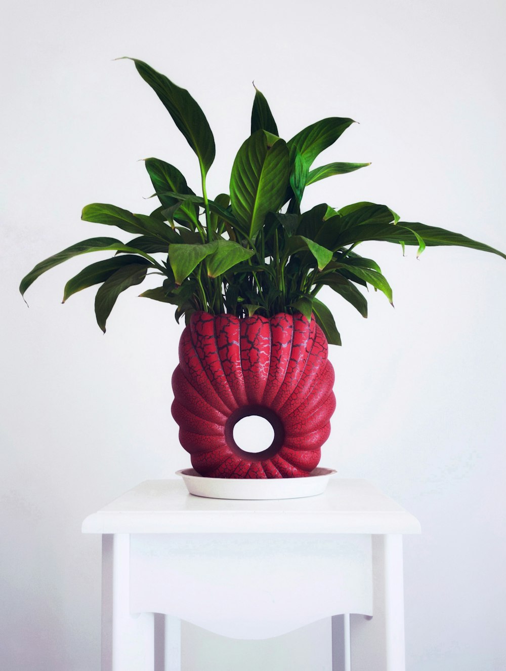 green-leafed plant on red vase