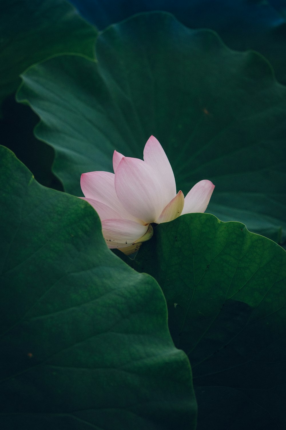 pink flower