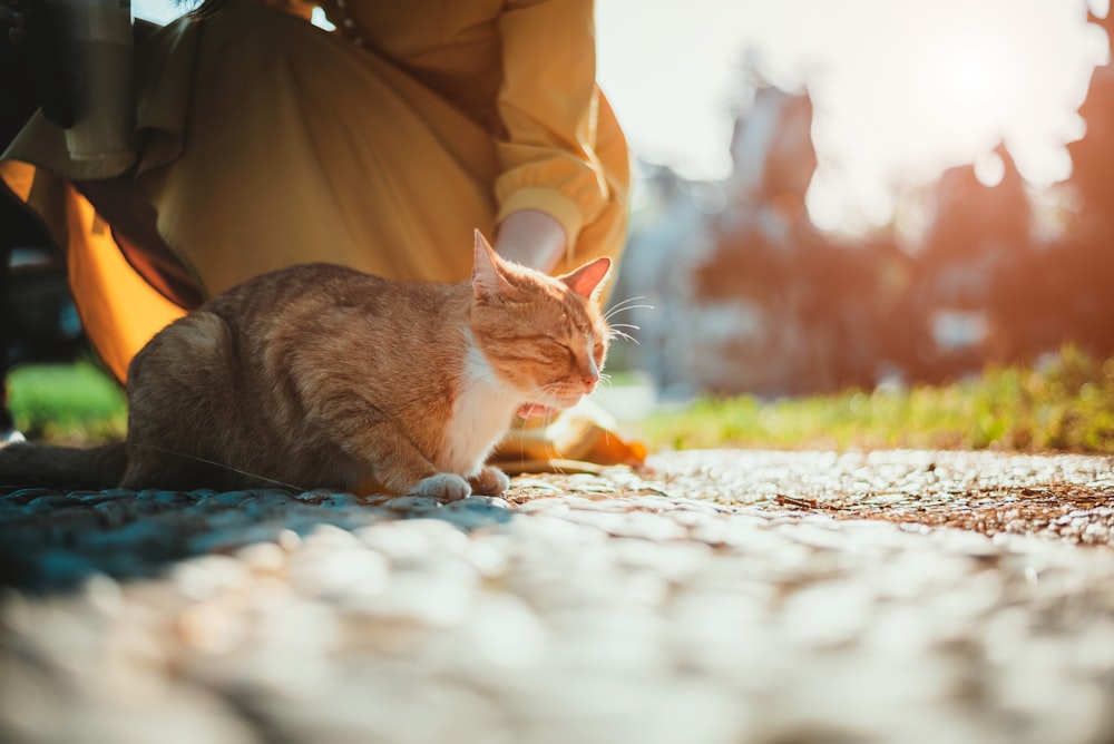 girl sitting near cat