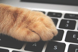 A close-up of a curious kitten pawing at an interactive cat toy on a laptop keyboard.