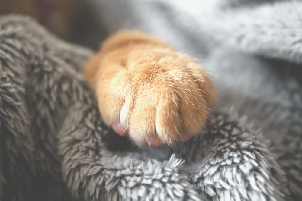 orange cat paw