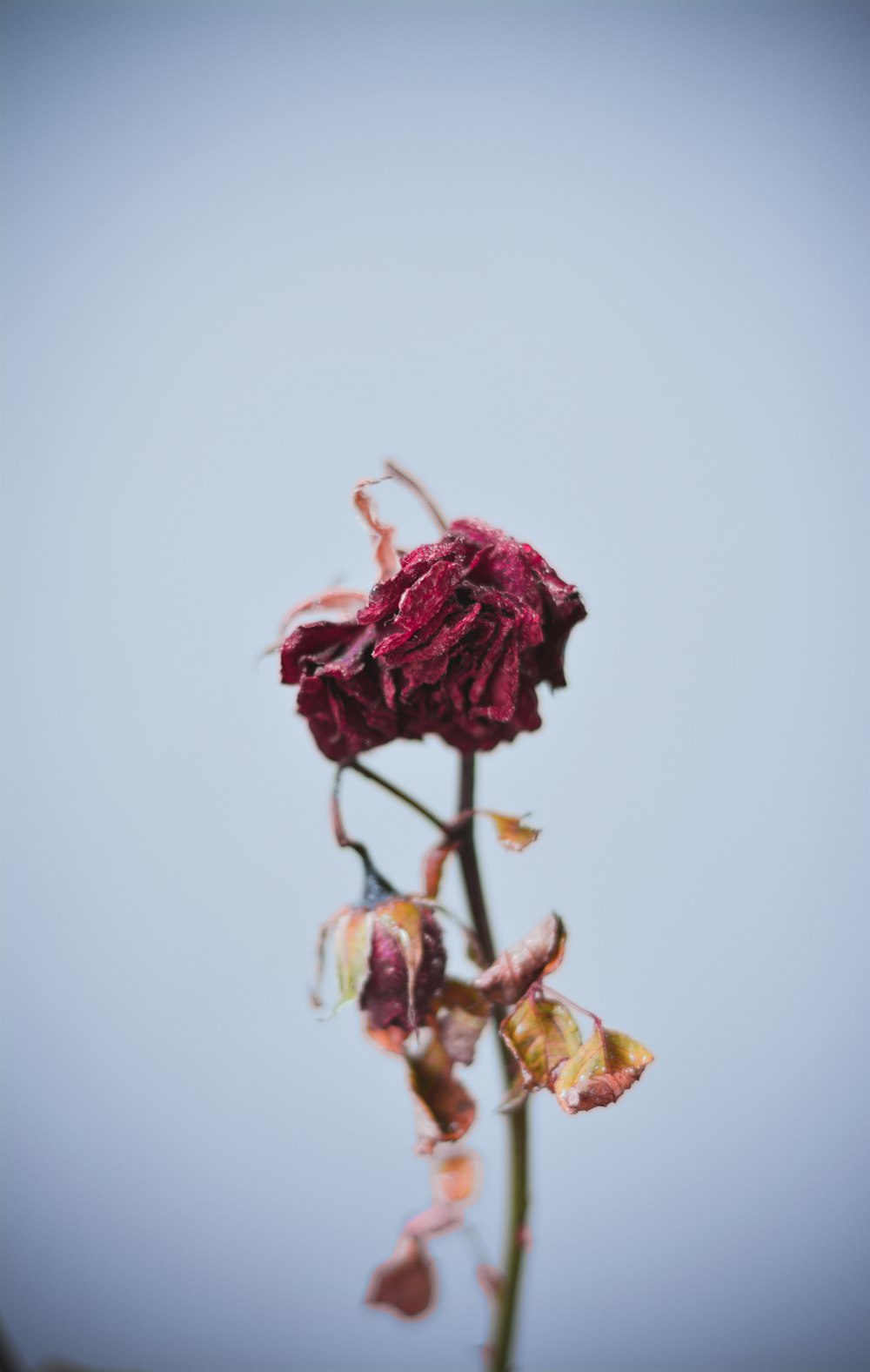 Close up of a dried rose flower