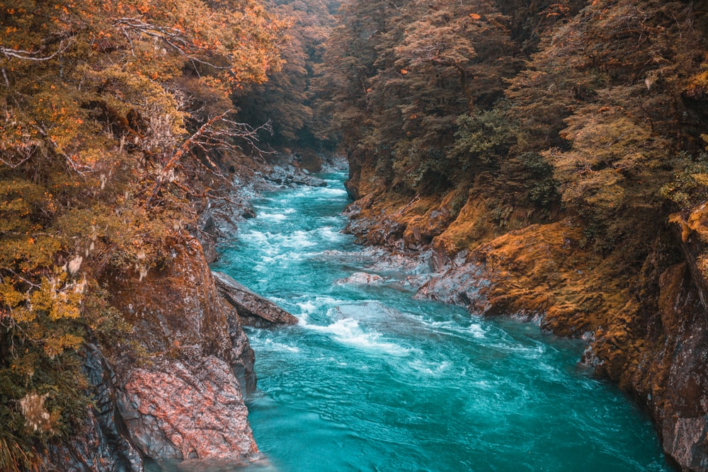 river surrounded by trees