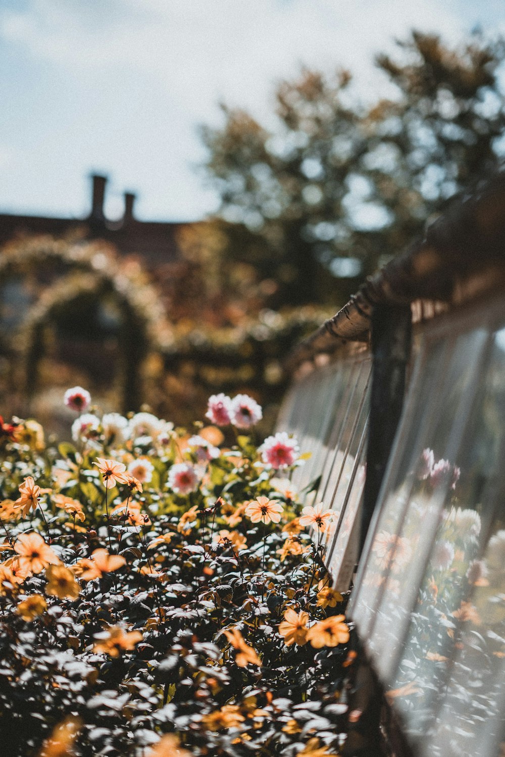 pink and orange flowers