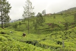 Farmers harvesting tea in the picturesque hills of Sri Lanka.