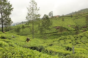 Farmers harvesting tea in the picturesque hills of Sri Lanka.