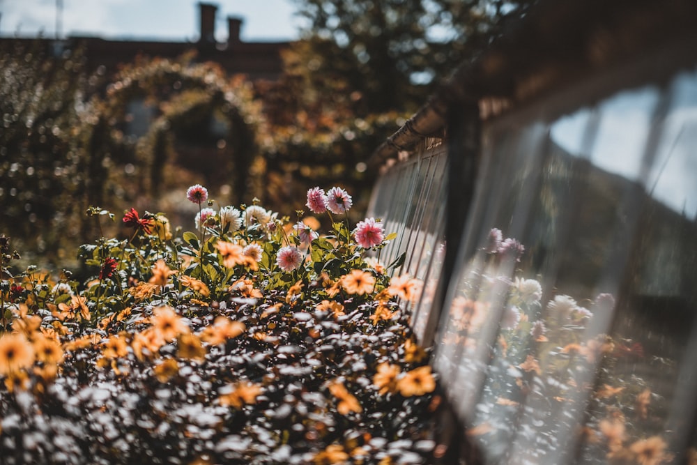 selective focus photo of yellow and pink petaled flowers