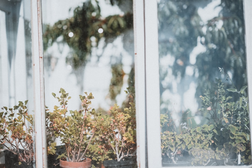 green flowers beside window during daytime