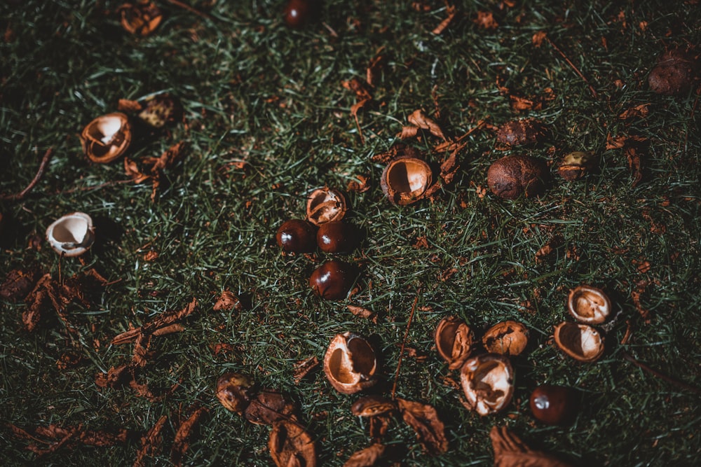 coconut on green grass