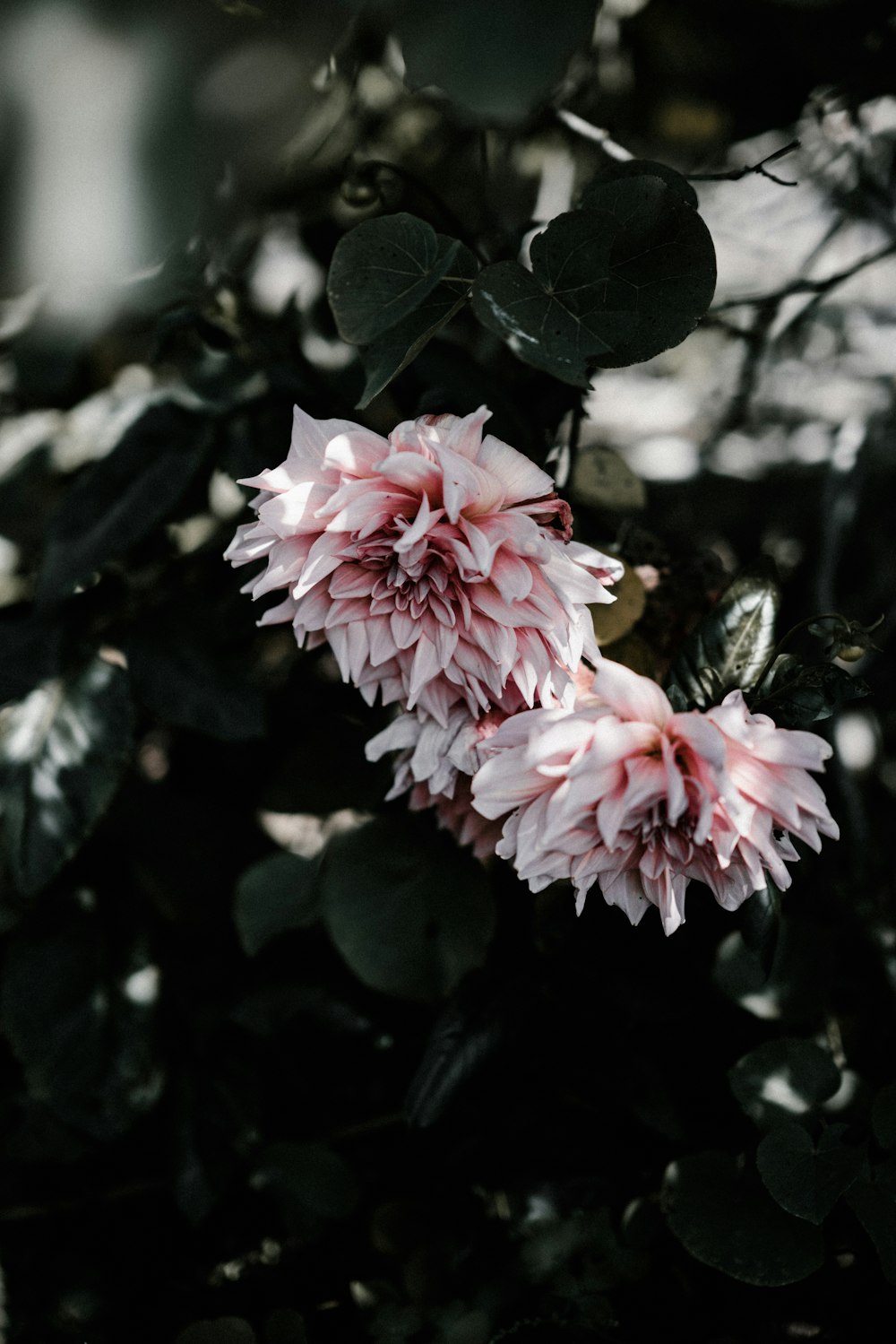 white and pink flowers