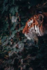 tiger in forest