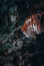 tiger in forest