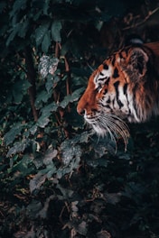 tiger in forest