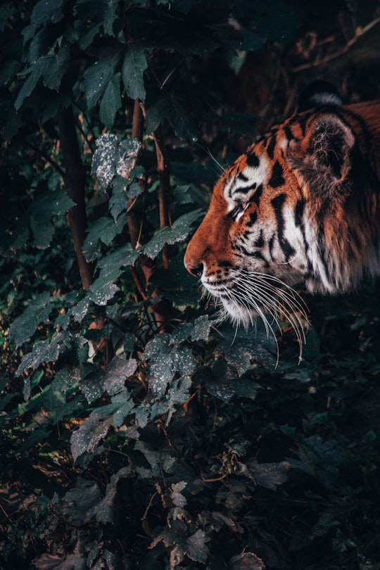 tiger in forest in Nuremberg Zoo Germany