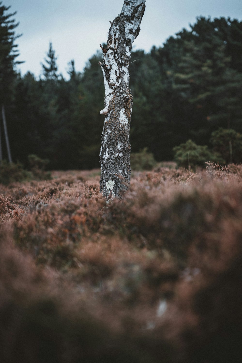selective focus photography of mare tree