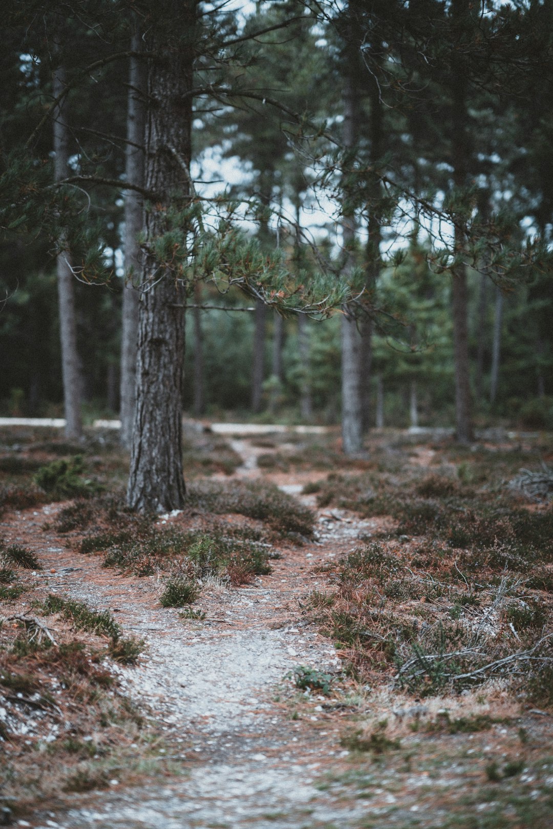 trees on ground