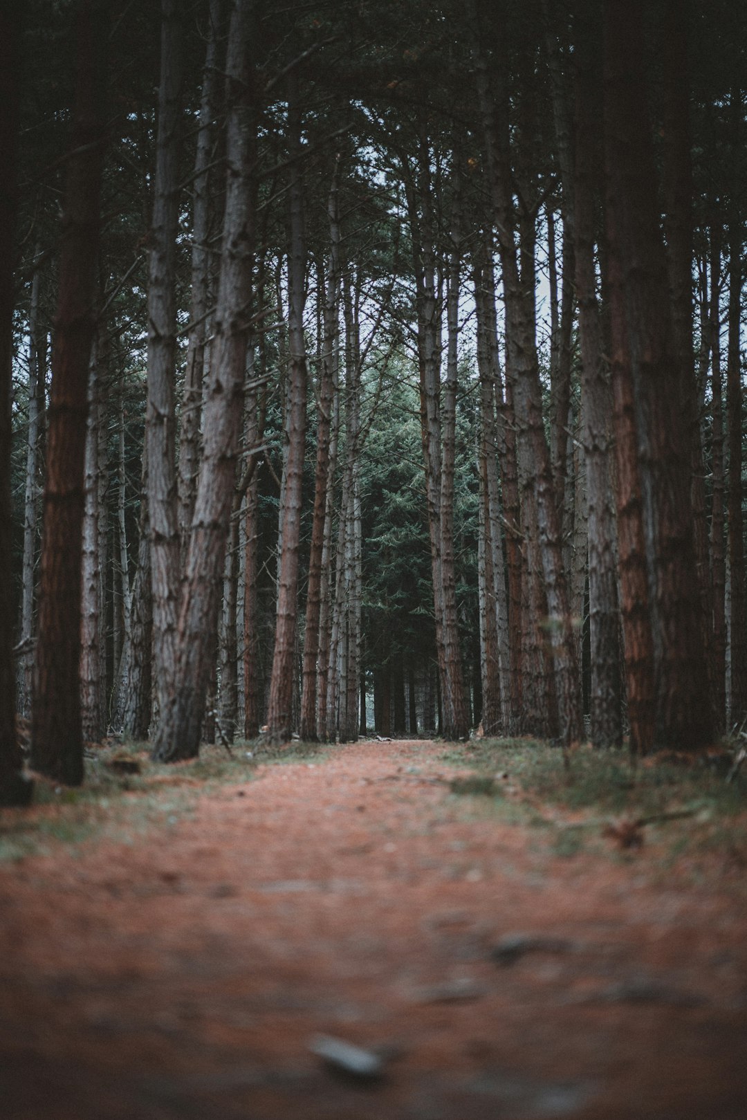 selective focus photography of pathway under green trees