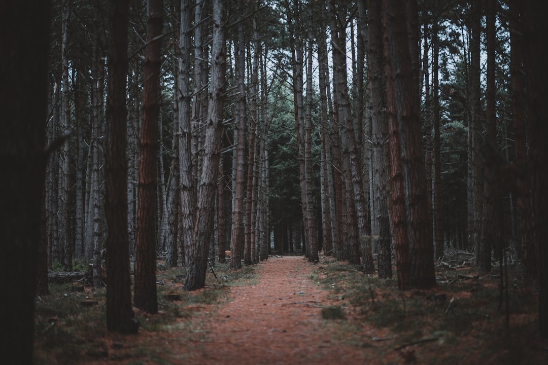 roadway between tall trees