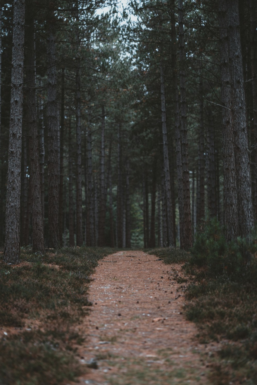 brown pathway between trees