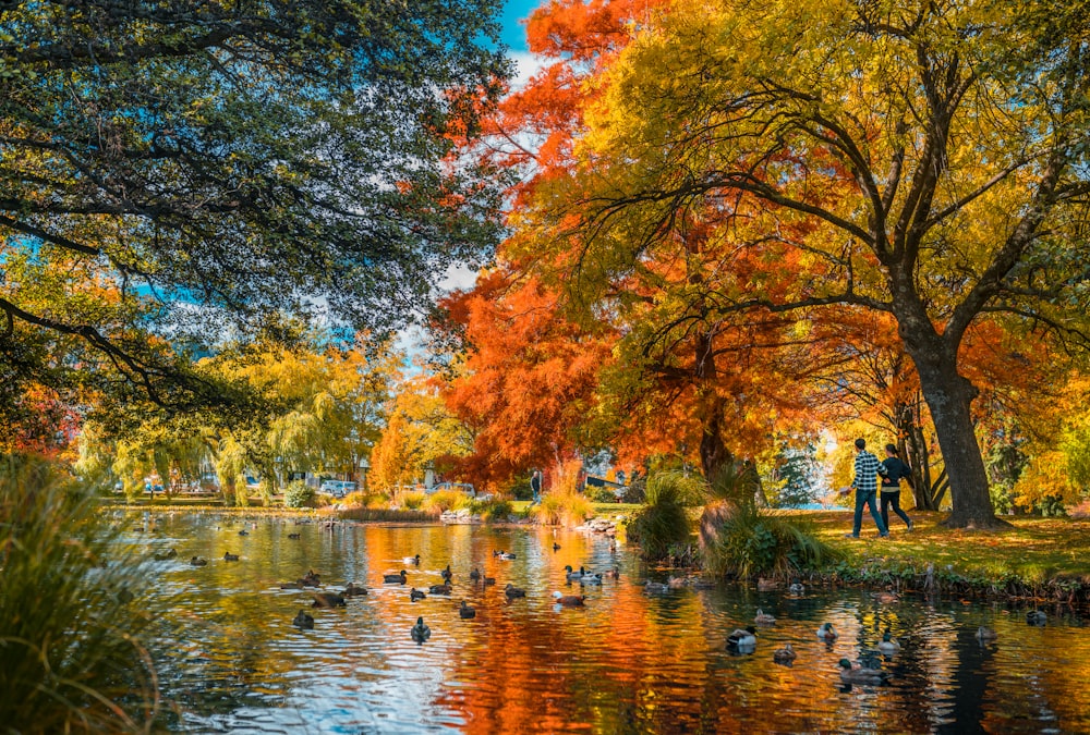 orange leaf trees beside river