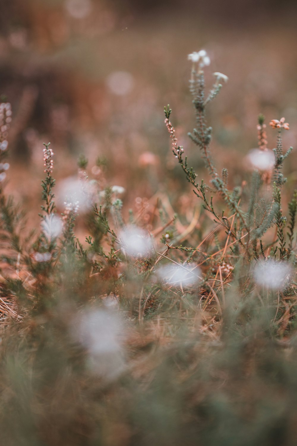 blooming white flowers