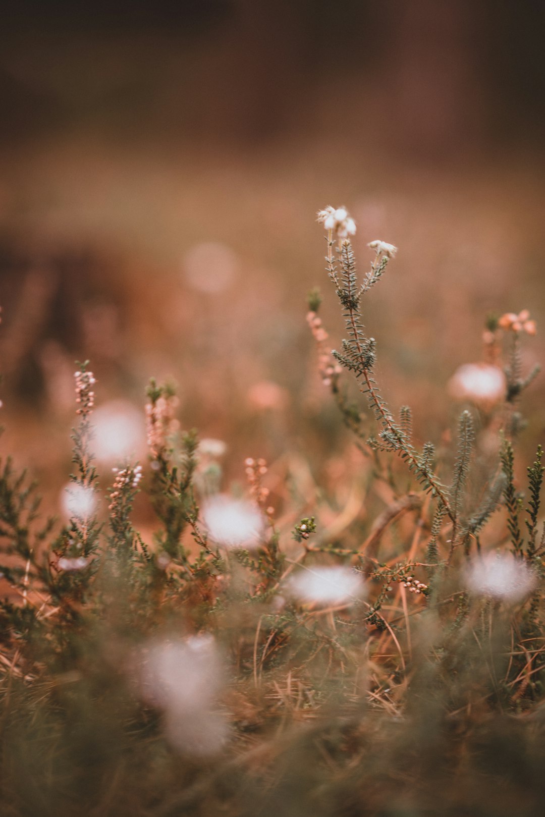 selected focus of white flowers