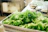 A happy woman holding a crisp green lettuce in a bright, clean kitchen.