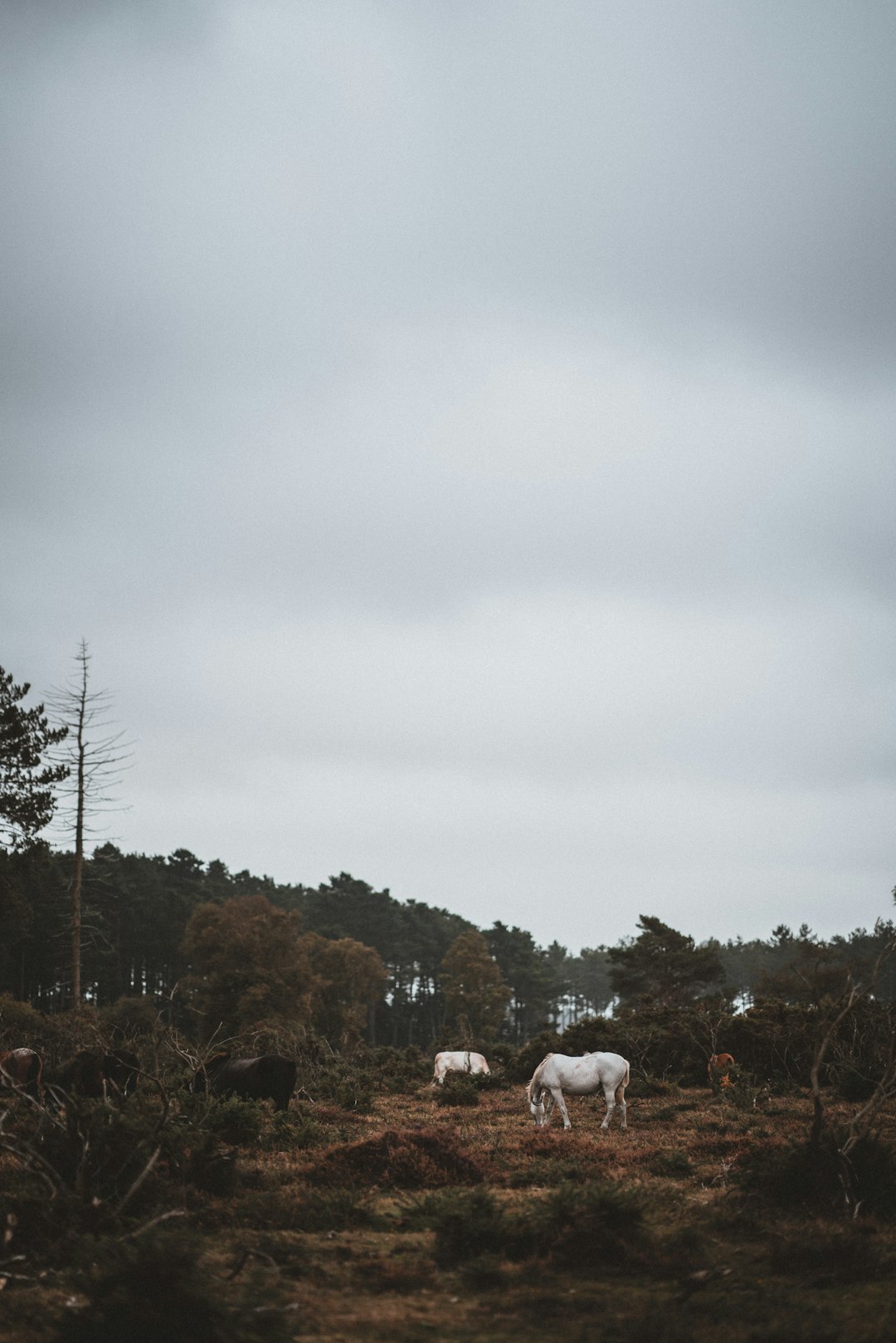 Hill photo spot New Forest National Park Didling