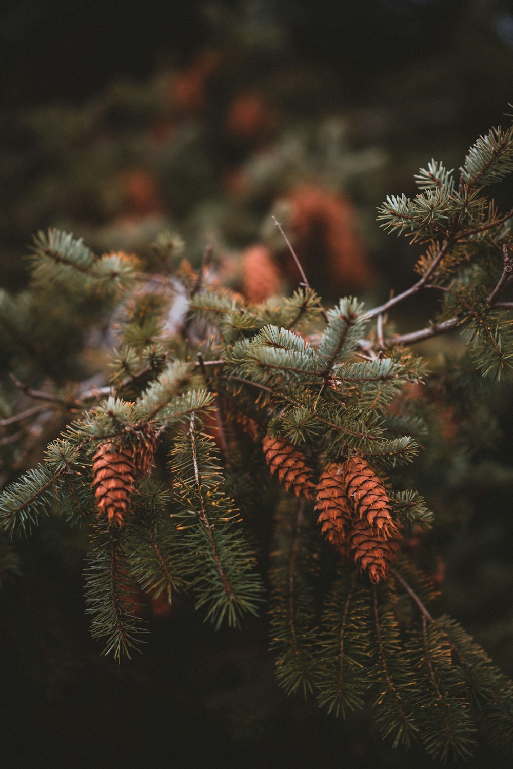 macro photography of green tree