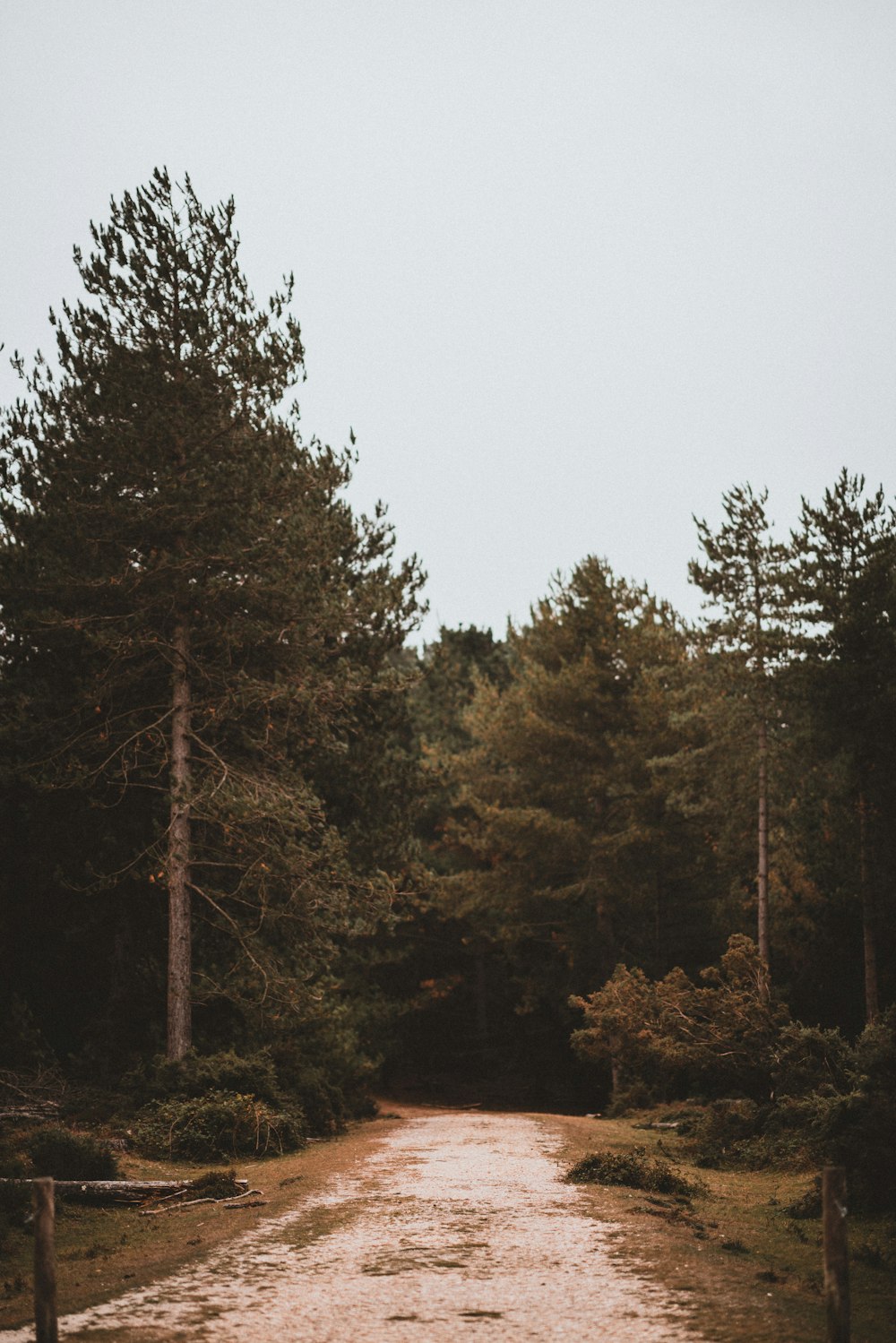 green leafed trees