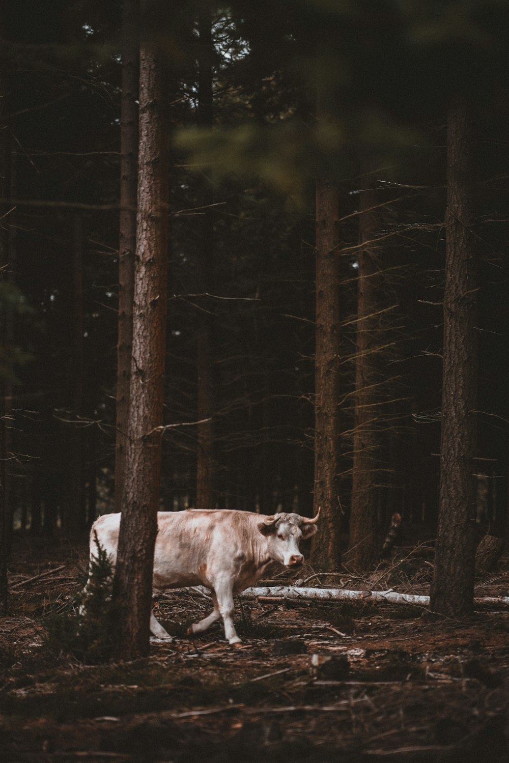 white cow beside brown tree