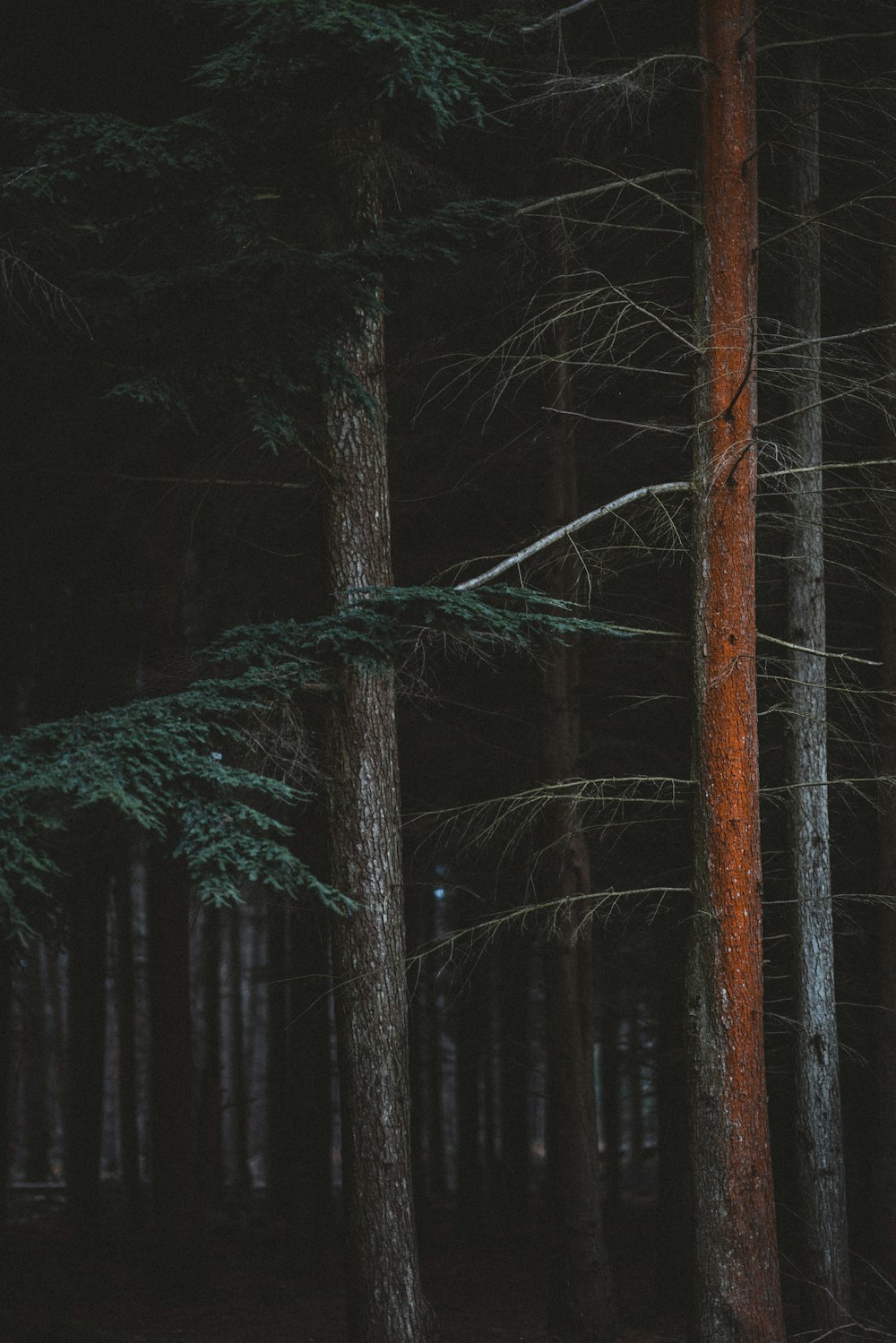 a forest filled with lots of tall trees