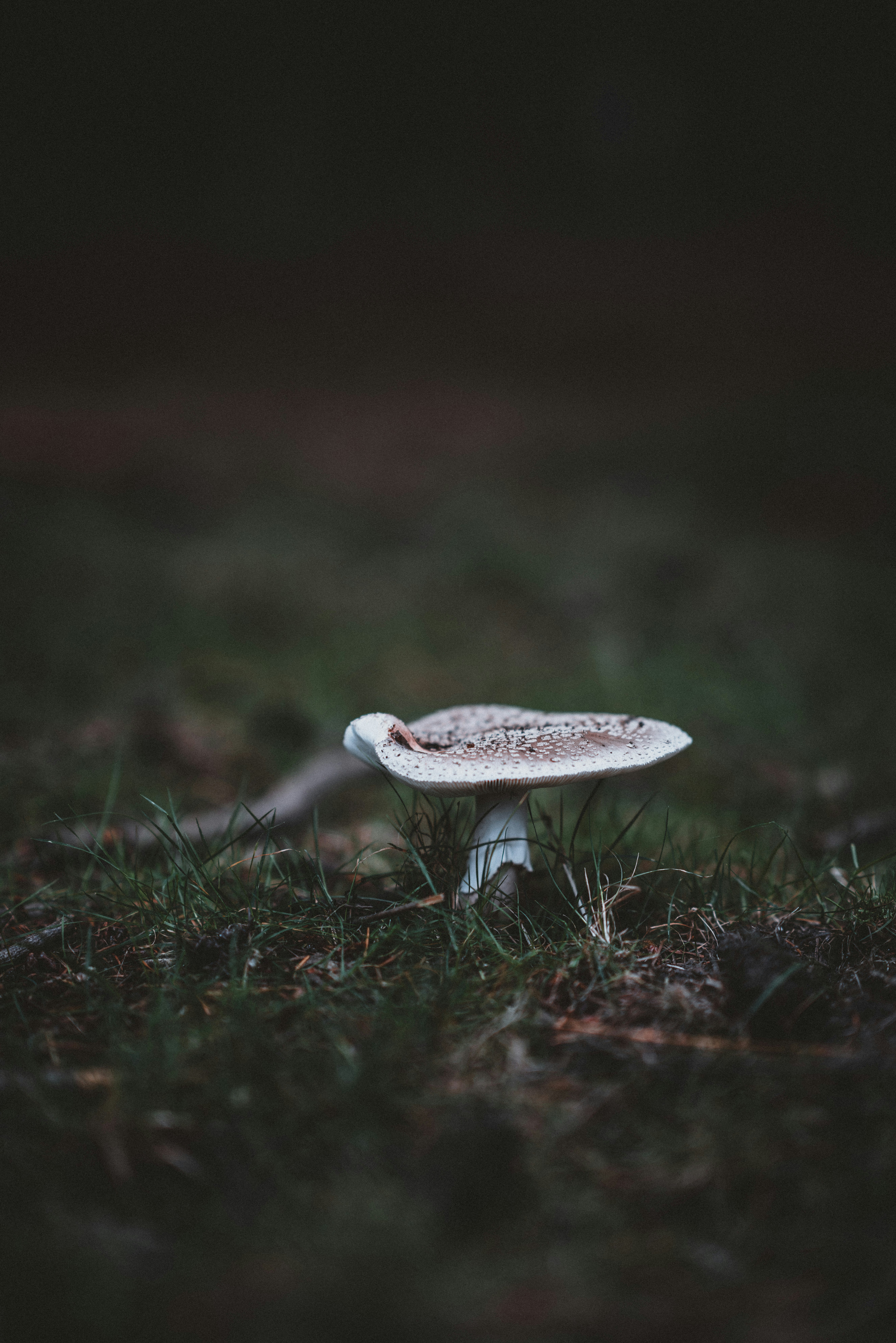 Photo by anniespratt