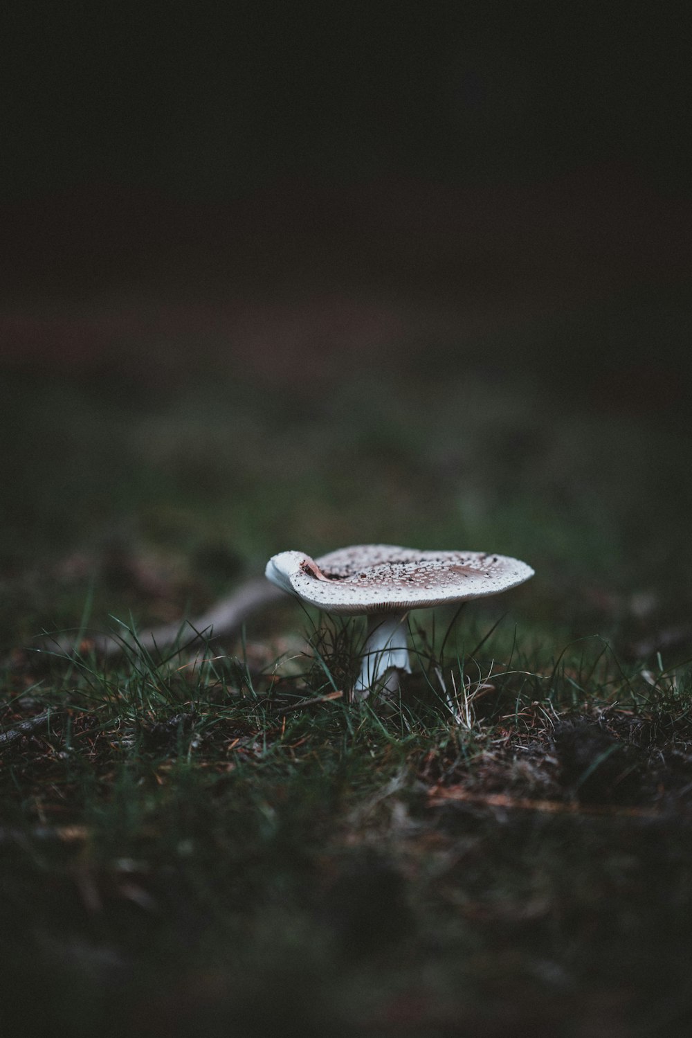 brown mushroom on grass field