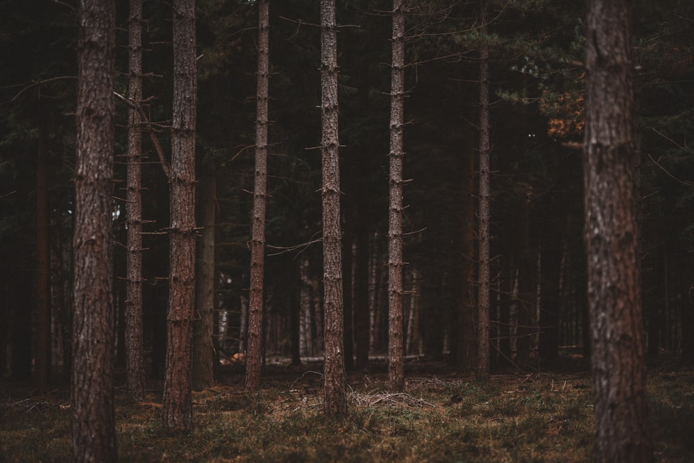 birch trees during dawn