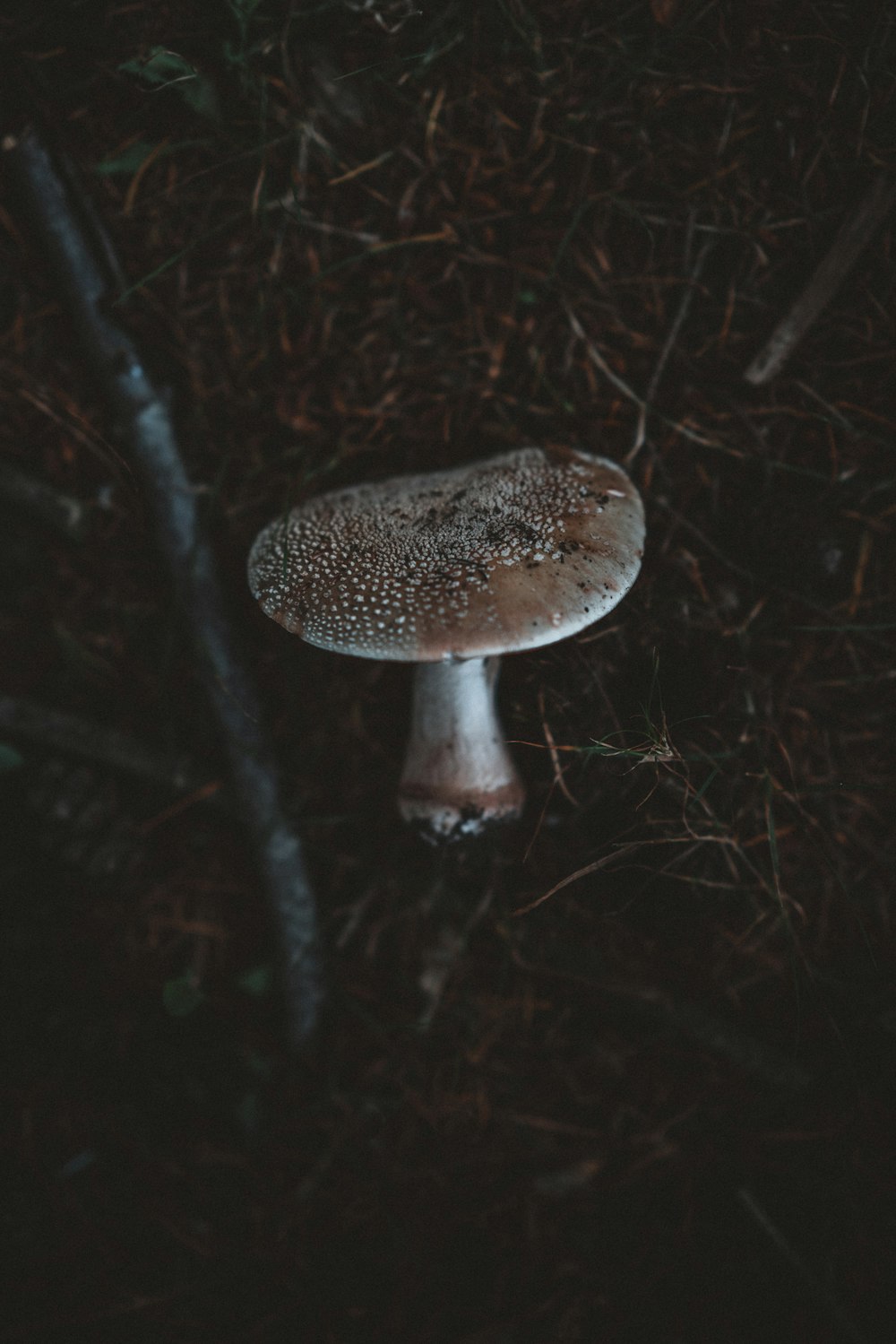 close-up photography of mushroom