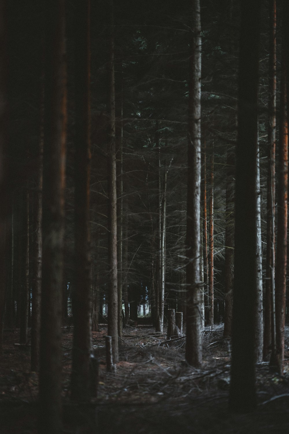 forest during nighttime