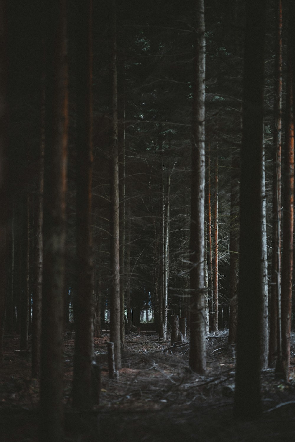 Wald in der Nacht