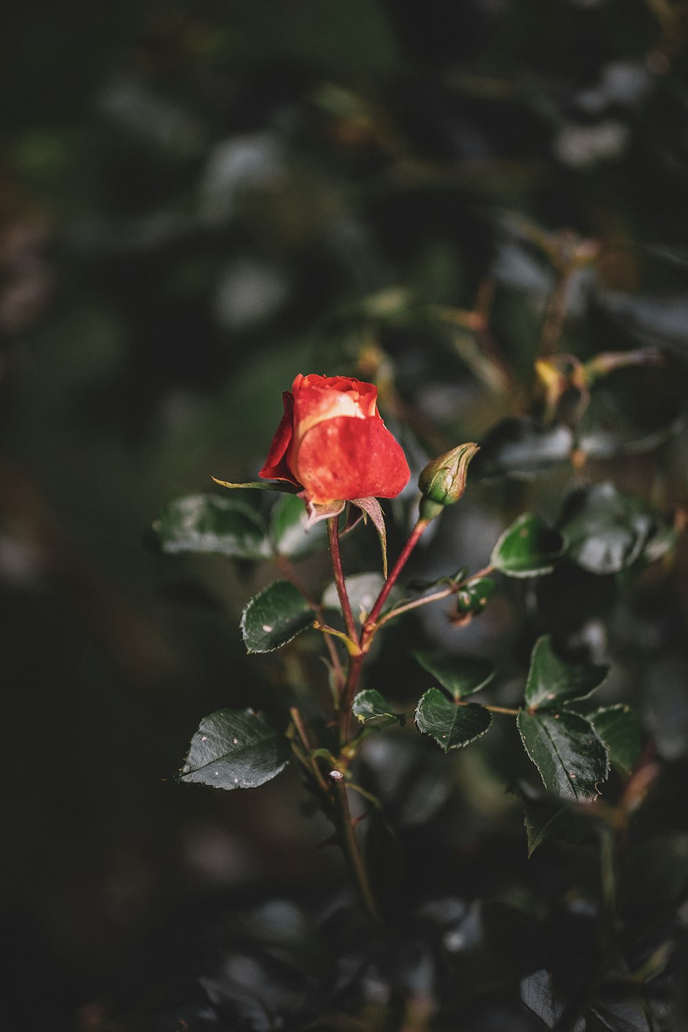 red petaled flower close-up photography