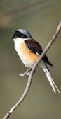 A bird with a striking black and white head perches on a thin branch. Its plumage features a warm orange-brown color on the sides and white underparts. The background is a soft, blurred green, suggesting the bird is in a natural, outdoor setting.