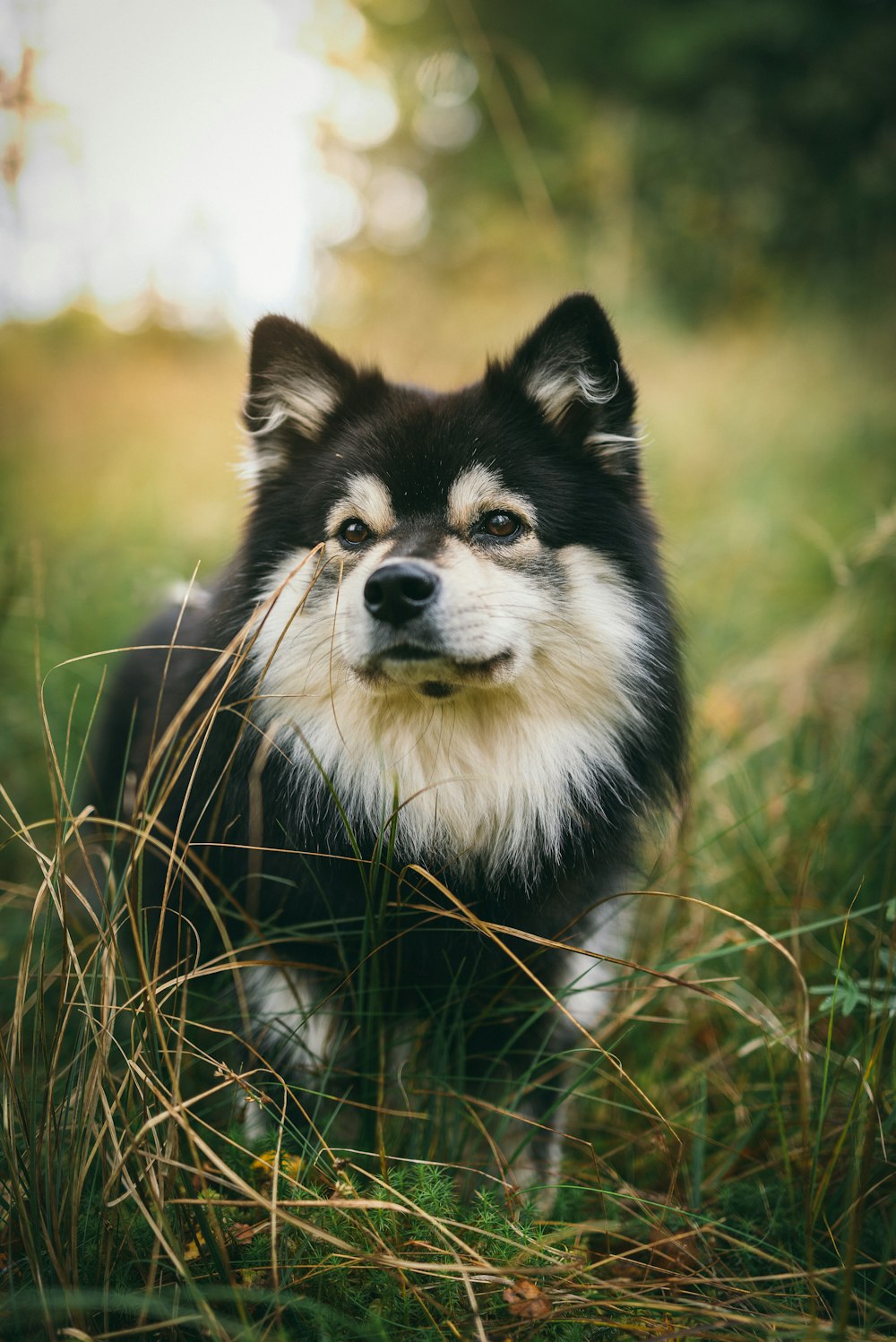 black and white dog on grass