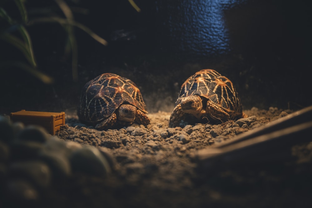 deux tortues sur un trottoir gris