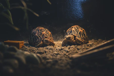 two tortoise on gray pavement