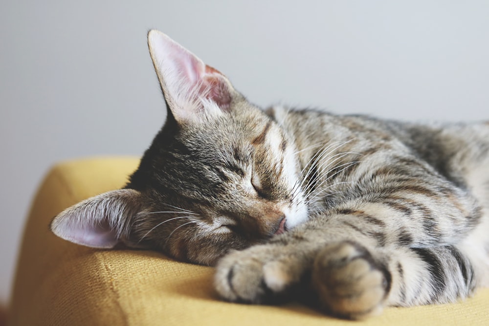 short-furred brown cat sleeping on yellow textile