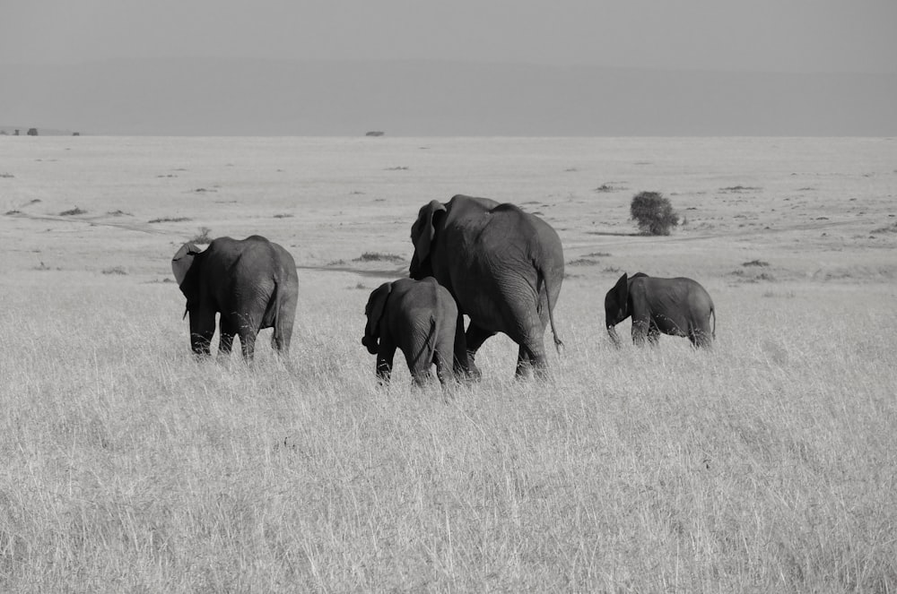 grayscale photo of four elphants