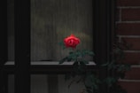 red rose