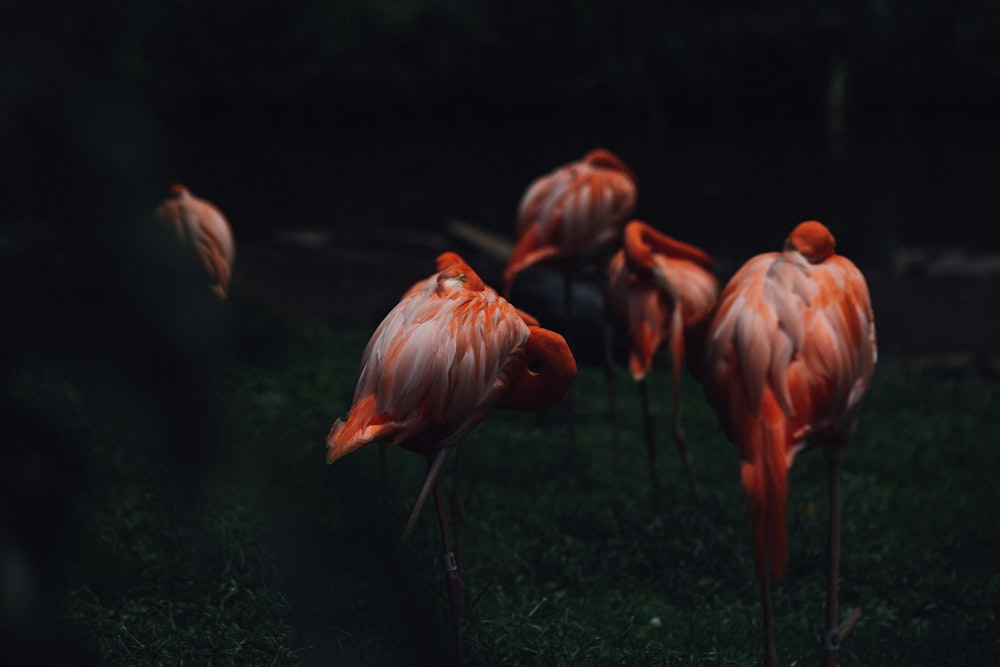 selective focus photography of flamingos