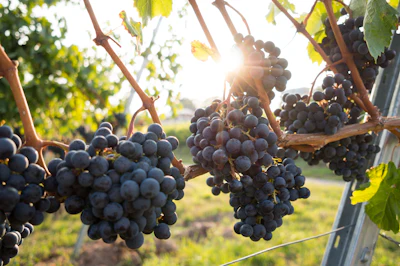 Purple grapes on the vine