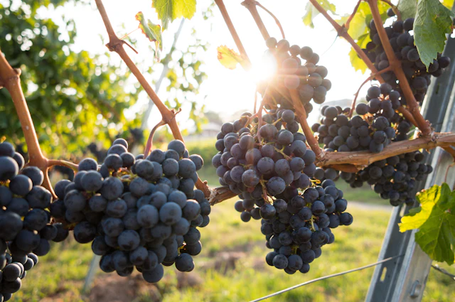 Primitivo